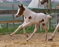 broodmare WhyNot Zazou (Lewitzer, 2019, from CTS Orlando)