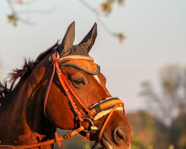 Pferd Weltanita (Oldenburger, 2001, von Welt Hit II)