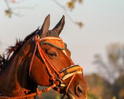 horse Weltanita (Oldenburg, 2001, from Welt Hit II)