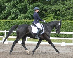 dressage horse Rasputin 562 (Hessian Warmblood, 2005, from Rubicell)