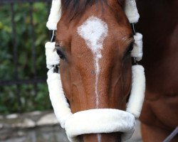 horse Camp Nou (Holsteiner, 2009, from Camposanto)