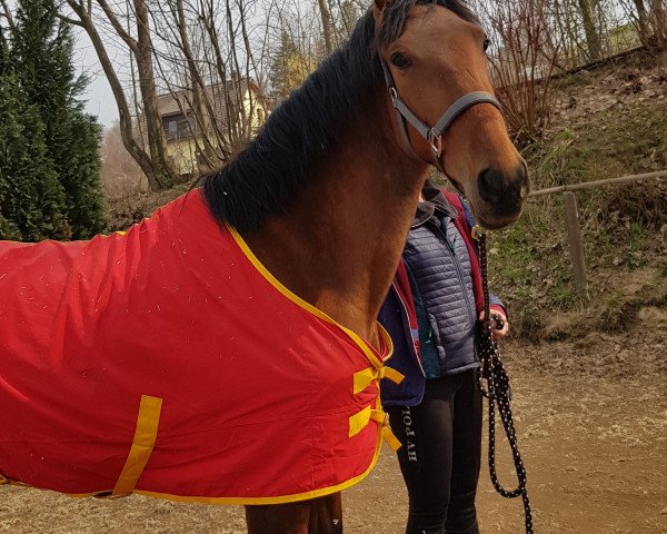 broodmare Ranchera CXXVI (Pura Raza Espanola (PRE), 2012, from Camarero XXVIII)