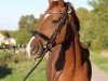 dressage horse Sambuco 42 (Hanoverian, 2008, from Sir Donnerhall I)