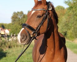 dressage horse Sambuco 42 (Hanoverian, 2008, from Sir Donnerhall I)