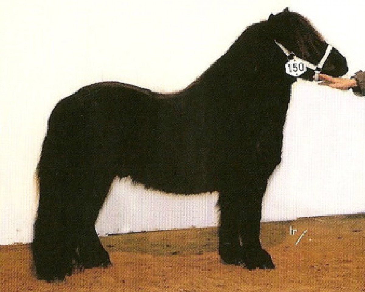 stallion Torbijn van Ruimzicht (Shetland Pony, 2003, from Ferry van Bentjes)