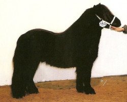 stallion Torbijn van Ruimzicht (Shetland Pony, 2003, from Ferry van Bentjes)