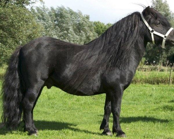 Deckhengst Noir van de Nachtegaal (Shetland Pony, 1998, von Harmony van Geldersoord)