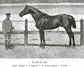 Pferd Perfectionist xx (Englisches Vollblut, 1899, von Persimmon xx)
