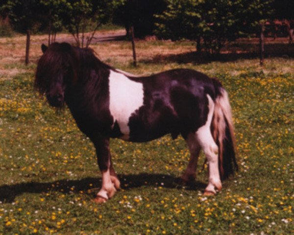 Deckhengst Danny van het Stalletje (Shetland Pony, 1989, von X-Rose van de Vuurbaak)