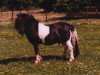 Deckhengst Danny van het Stalletje (Shetland Pony, 1989, von X-Rose van de Vuurbaak)