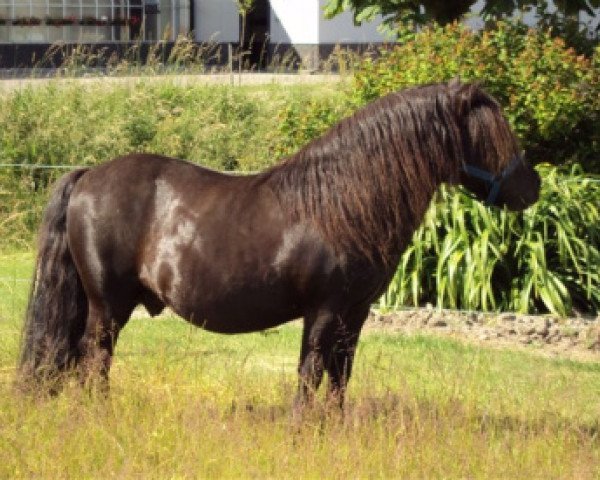 stallion Edwin van het Stalletje (Shetland Pony, 1990, from X-Rose van de Vuurbaak)