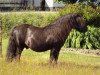 Deckhengst Edwin van het Stalletje (Shetland Pony, 1990, von X-Rose van de Vuurbaak)