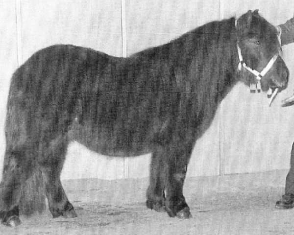 horse Jupiter v.h. Stalletje (Shetland Pony, 1994, from Edwin van het Stalletje)