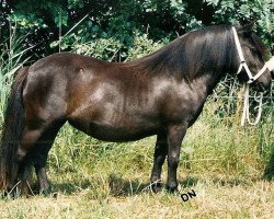 horse Overste van het Stalletje (Shetland Pony, 1999, from Boss van de Brouwerij)