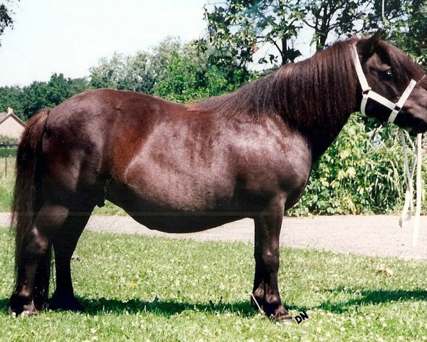 broodmare Beatrix van de Amstelhof (Shetland Pony, 1987, from Rosson of Transy)