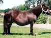 broodmare Beatrix van de Amstelhof (Shetland Pony, 1987, from Rosson of Transy)