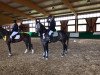 jumper Lloyd (Oldenburg show jumper, 2012, from Lordanos)