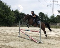 broodmare Jessi 61 (German Riding Pony, 2007, from Argentino 83)