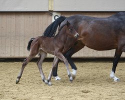 dressage horse Eine Wie Keine 10 (Holsteiner, 2012, from Catoo)