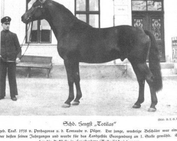 horse Totilas (Trakehner, 1938, from Pythagoras)