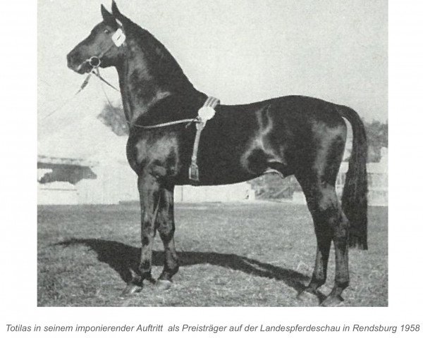 horse Totilas (Trakehner, 1938, from Pythagoras)