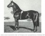 stallion Totilas (Trakehner, 1938, from Pythagoras)