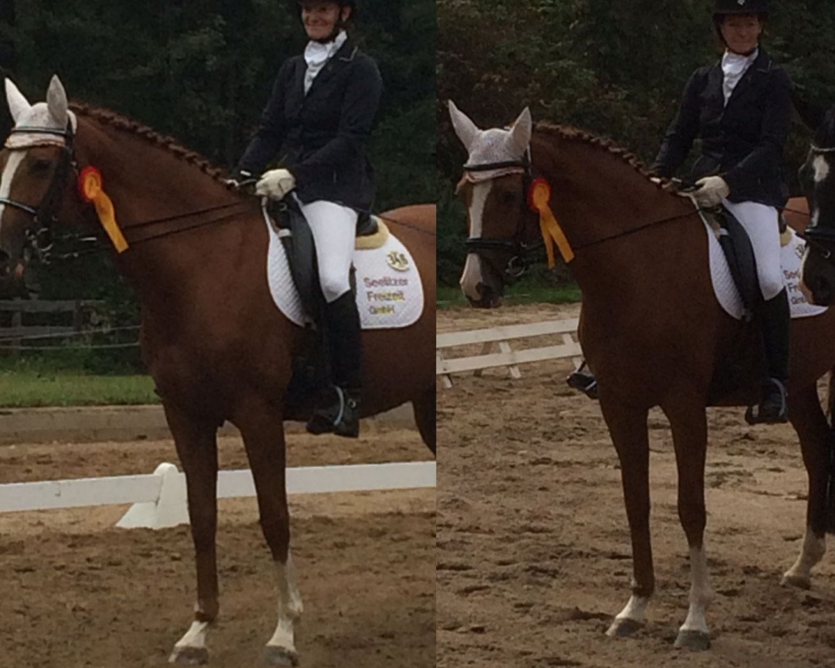 broodmare Obsession (German Sport Horse, 2008, from Lipsius)