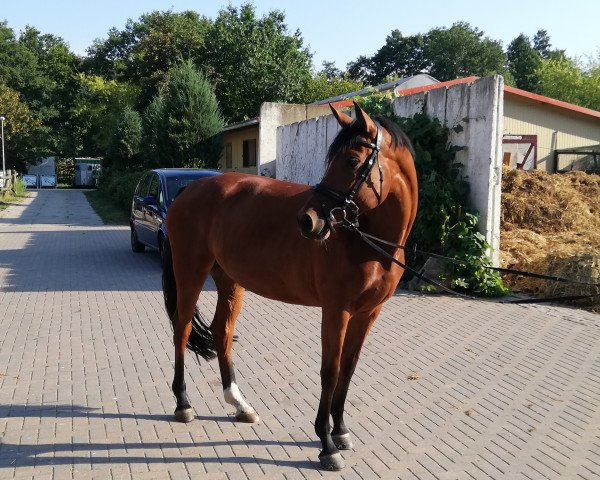 broodmare Oktavia 28 (German Sport Horse, 2013, from Palmares)