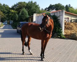 broodmare Oktavia 28 (German Sport Horse, 2013, from Palmares)