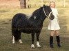 Zuchtstute Ha. Joke van Halstraat (Shetland Pony, 1972, von Commandor van de Laman Tripstraat)