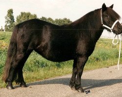 horse Maaike v.h. Stalletje (Shetland Pony, 1997, from Edwin van het Stalletje)