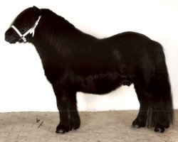 Deckhengst Kelvin van het Stalletje (Shetland Pony, 1995, von Samson van Stal Noord-Zuid)