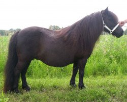 broodmare Poppetje v.h. Stalletje (Shetland Pony, 2000, from Kelvin van het Stalletje)