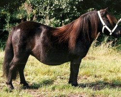 broodmare Kimberley v.h. Stalletje (Shetland Pony, 1995, from Edwin van het Stalletje)