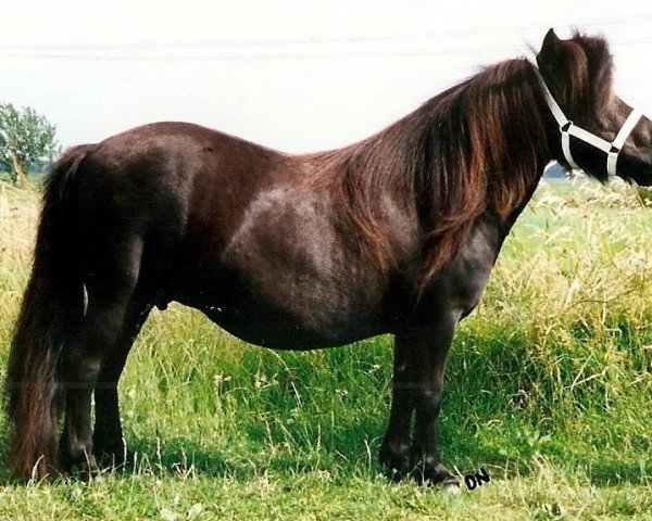 broodmare Eefje v.h. Stalletje (Shetland Pony, 1990, from Henri van Boukoul)