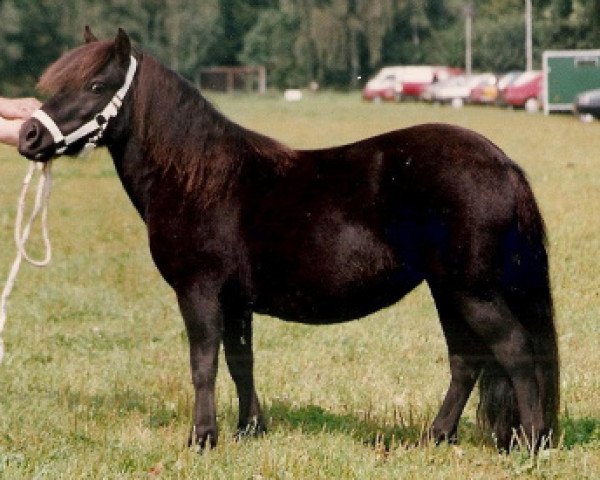 Pferd Diana v.h. Stalletje (Shetland Pony, 1989, von Henri van Boukoul)