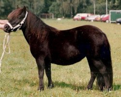 horse Diana v.h. Stalletje (Shetland Pony, 1989, from Henri van Boukoul)