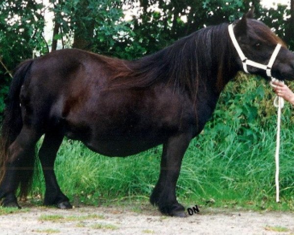 broodmare Ingrid v.d. Hombraken (Shetland Pony, 1973, from Talisman van de Honderdmorgen)