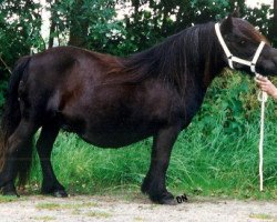 Zuchtstute Ingrid v.d. Hombraken (Shetland Pony, 1973, von Talisman van de Honderdmorgen)