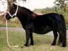 Zuchtstute Rosita of Transy (Shetland Pony, 1973, von Pericles of Netherley)