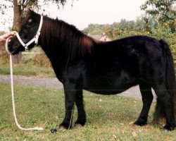 Zuchtstute Rosita of Transy (Shetland Pony, 1973, von Pericles of Netherley)