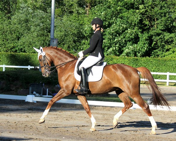 dressage horse Best Choice 3 (Oldenburg, 2010, from Belissimo NRW)