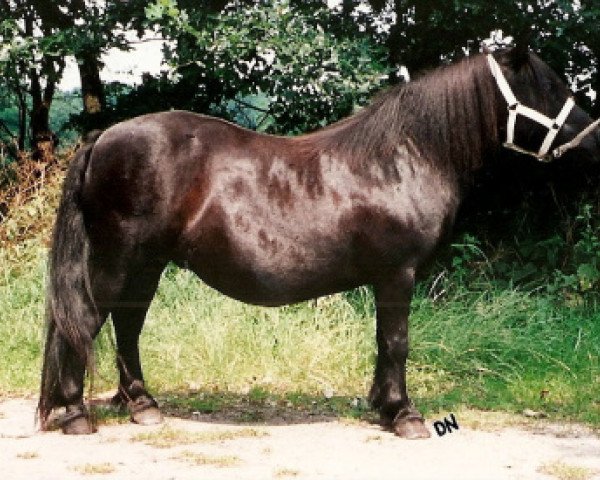 broodmare Petra van het Stalletje (Shetland Pony, 1979, from Rosengo of Transy)