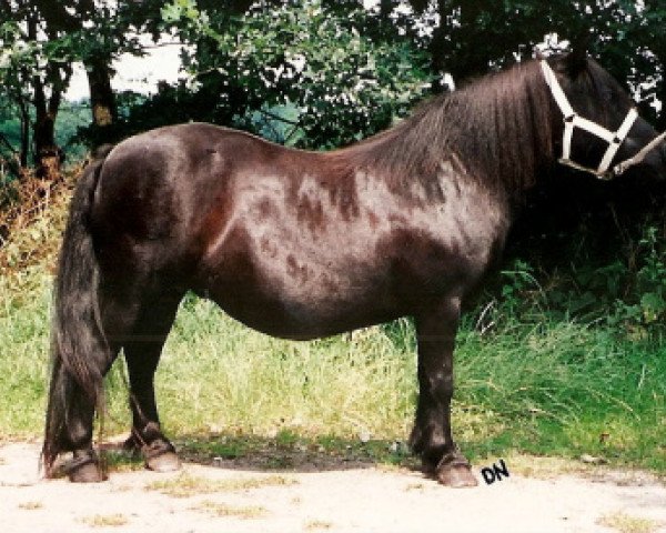 Zuchtstute Petra van het Stalletje (Shetland Pony, 1979, von Rosengo of Transy)