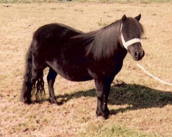 broodmare Hilda van de Smeestraat (Shetland Pony,  , from Zola van het Slag)