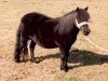 Zuchtstute Hilda van de Smeestraat (Shetland Pony,  , von Zola van het Slag)