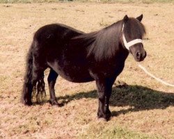 Zuchtstute Hilda van de Smeestraat (Shetland Pony,  , von Zola van het Slag)