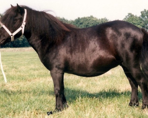 Zuchtstute Una van het Stalletje (Shetland Pony, 1983, von Henri van Boukoul)