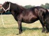 Zuchtstute Una van het Stalletje (Shetland Pony, 1983, von Henri van Boukoul)