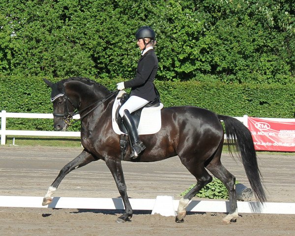 dressage horse Savannah 47 (Hanoverian, 2009, from San Remo)